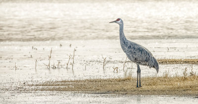 Sole Sandhill Crane on the Shoreline
