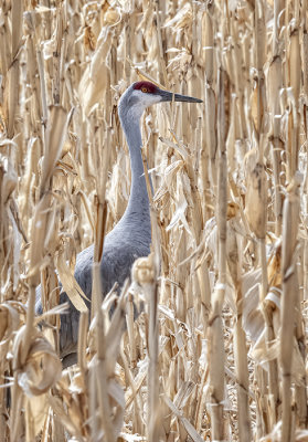 Alone in a Cornfield