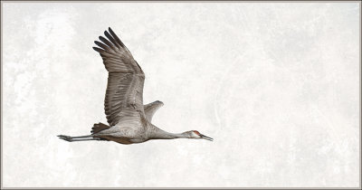 Sandhill Crane