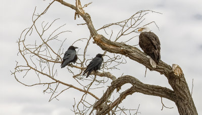 Watchers Being Watched