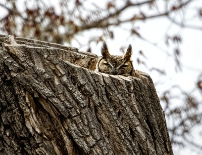 Nesting Great Horned Owl