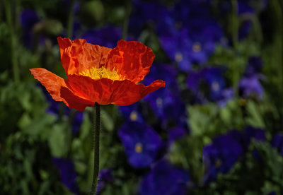 Standout in the Garden