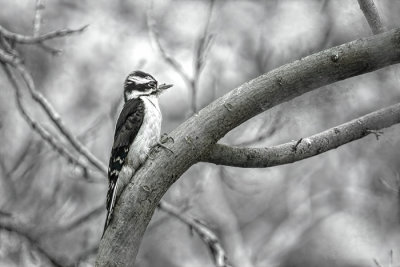 Downey Woodpecker