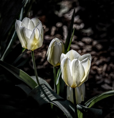 The Royal Tulip