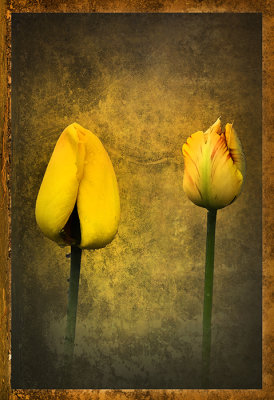 Two Yellow Tulips