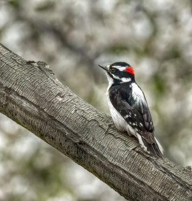 Downey Woodpecker