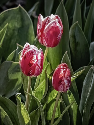 Red Tulips