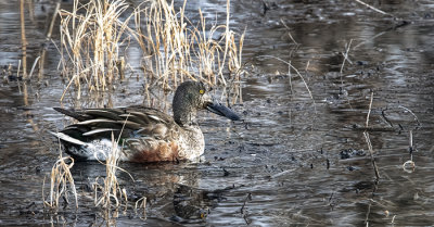 Shoveler Duck Looking for Breakfast