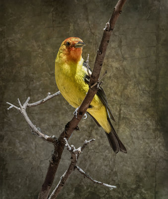 Western Tanager