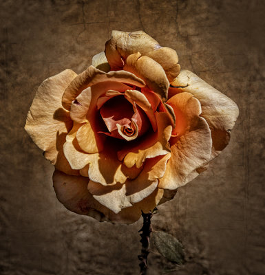 Old World Rose