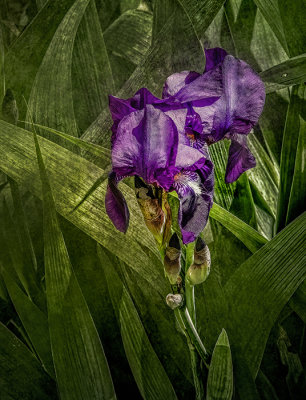 Moms Iris