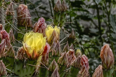 Succulents, Cactus & Other Spiny Plants