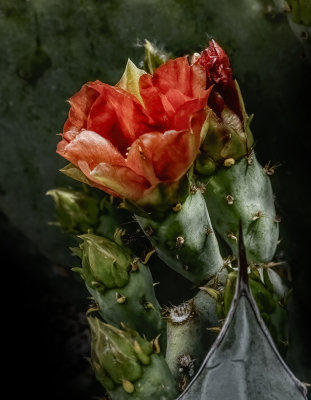 Succulents, Cactus & Other Spiny Plants