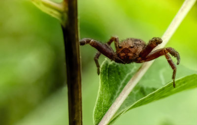 Looking for Little Miss Muffet