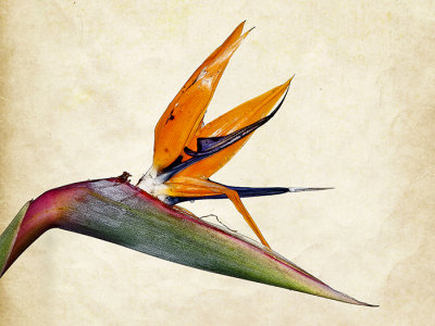 Bird of Paradise, Queen Charlottes Fave