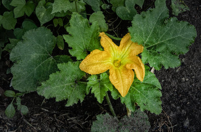 Garden Promise