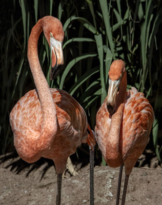 The Color of Flamingos