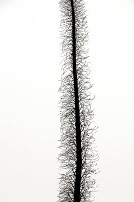 Desert Silhouette