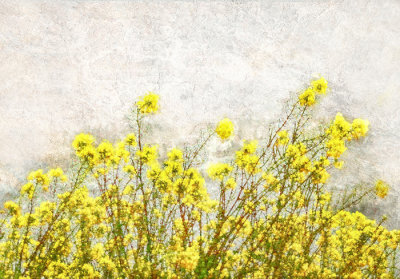 Mendocino Mustard