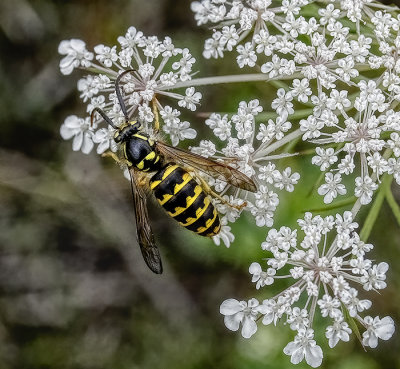 Yellow Jacket