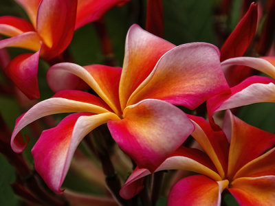 Marv's Plumeria