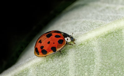 Sweet Ladybug