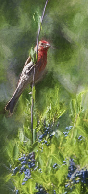 House Finch