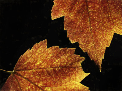 Dance of the Maple Leaves