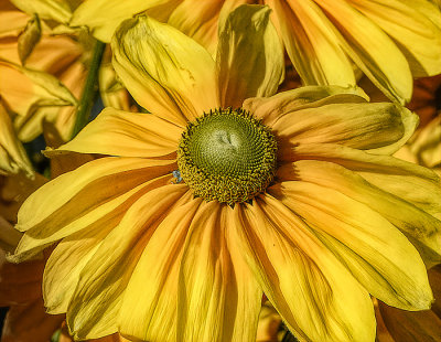 Celebration of Summer