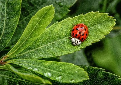 Just Another Ladybug