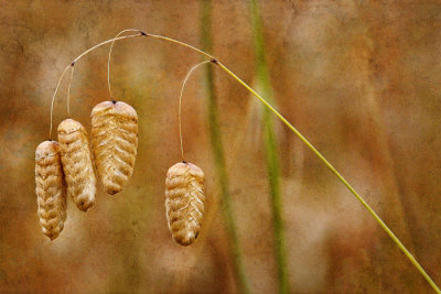 Rattlesnake Grass