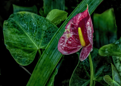 Rain Forest Exotics