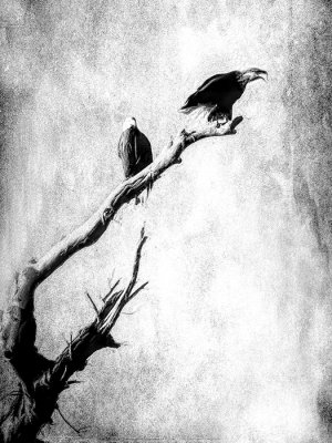 The Elder Calls