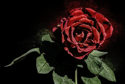 The Queens Rose