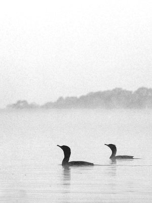 Two Cormorants