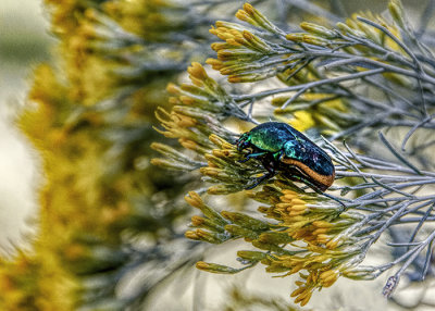 Colorful Figeater Beetle