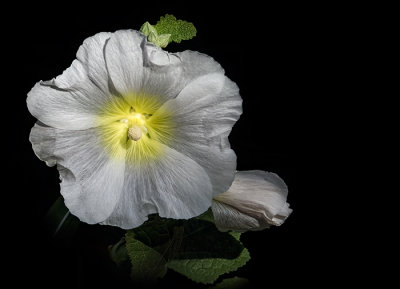 White Hollyhock
