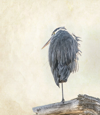 Great Blue Heron