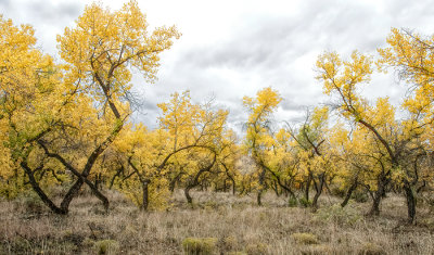 Jemez Springs
