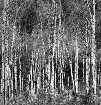 Lake Fenton Aspen