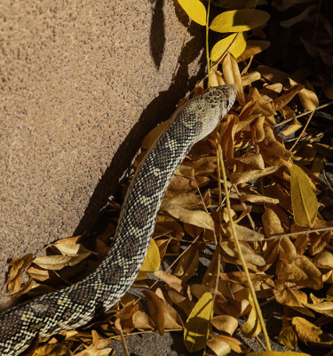 Bull Snake