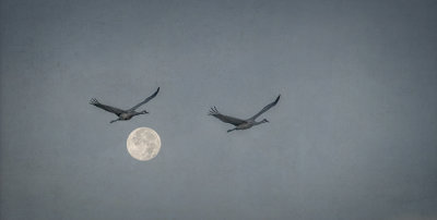 Breakfast Flight with Full Moon