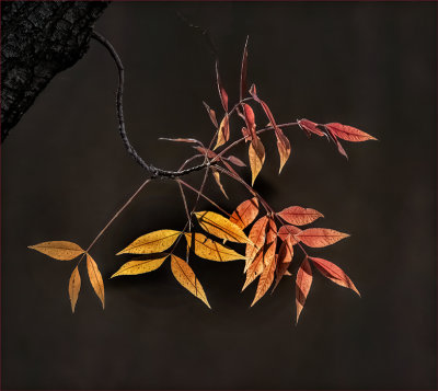 Autumns Gift of Color
