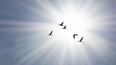 Star Flight