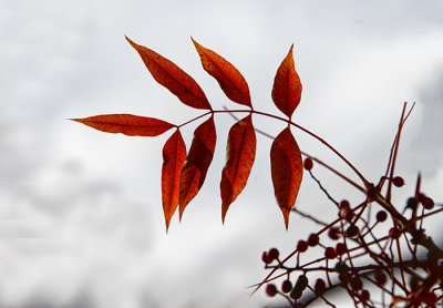 December Leaf Silhouette