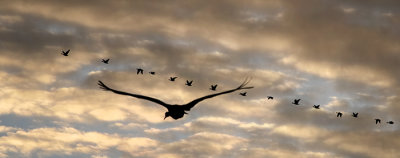 Rush to Breakfast