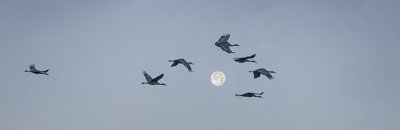 The Cranes Flew Over the Moon