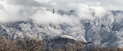 Frosty Corrales Morning