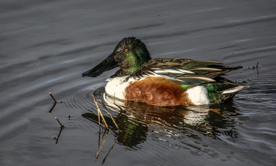 Pond Mayor - Northern Shoveler Duck