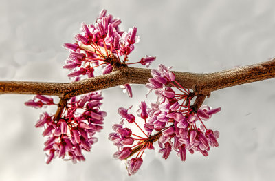 Remembering Spring
